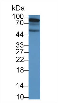 Western Blot EphA10 Antibody - BSA Free