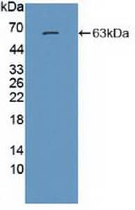 Western Blot NMDA R, NR2A Subunit Antibody