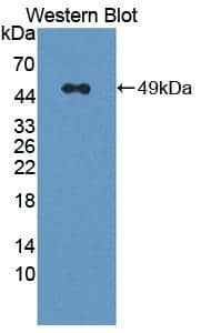 Western Blot: RNF39 Antibody [NBP3-41261] - Sample: Recombinant RNF39, Human.