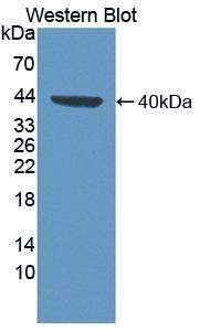 Western Blot FUT6 Antibody