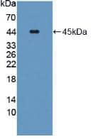 Western Blot: Carboxypeptidase A4/CPA4 Antibody [NBP3-41263] - Sample: Recombinant Carboxypeptidase A4/CPA4, Human.