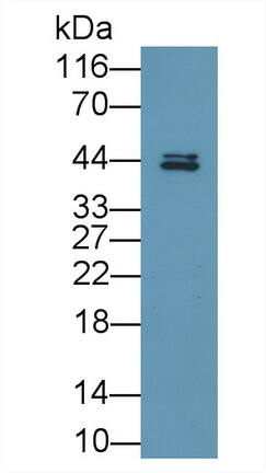 Western Blot Fatty acid desaturase 2 Antibody