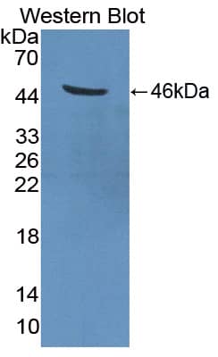 Western Blot: TMPRSS4 Antibody [NBP3-41268] - Sample: Recombinant protein.