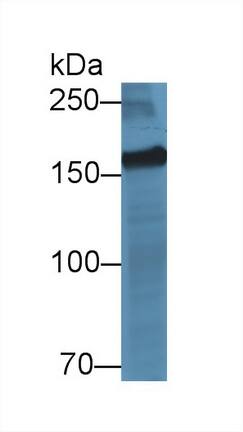 Western Blot Myomesin 2 Antibody