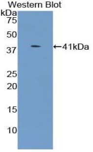 Western Blot: UGT8 Antibody [NBP3-41273] - Sample: Recombinant protein.