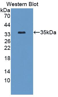 Western Blot: PLVAP Antibody [NBP3-41275] - Sample: Recombinant protein.