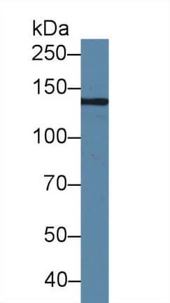 Western Blot Hephaestin Antibody