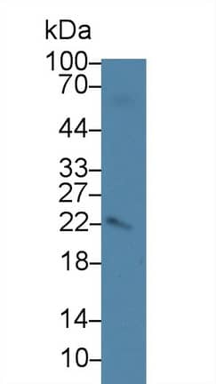 Western Blot AMELX Antibody