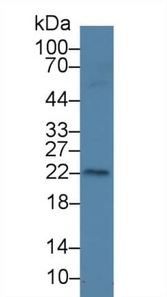 Western Blot AMELX Antibody