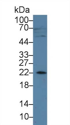 Western Blot AMELX Antibody