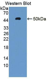 Western Blot AHRR Antibody