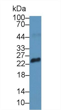 Western Blot RS1 Antibody - BSA Free