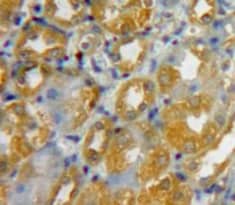 Immunohistochemistry-Paraffin: beta-Defensin 3 Antibody [NBP3-41288] - Used in DAB staining on fromalin fixed paraffin-embedded Kidney tissue