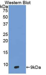 Western Blot: beta-Defensin 3 Antibody [NBP3-41288] - Sample: Recombinant beta-Defensin 3, Human.