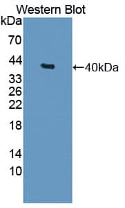 Western Blot: BIRC6 Antibody [NBP3-41289] - Sample: Recombinant protein.