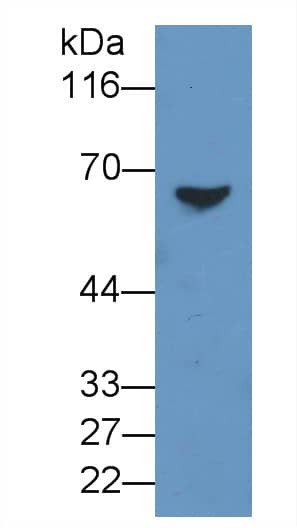 Western Blot BCMO1 Antibody