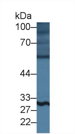 Western Blot: Blk Antibody [NBP3-41291] - Sample: Porcine Cerebrum lysate; Primary Ab: 1ug/ml NBP3-41291; Second Ab: 0.2ug/mL HRP-Linked Caprine Anti-Rabbit IgG Polyclonal Antibody