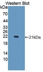 Western Blot: DNAJC4 Antibody [NBP3-41293] - Sample: Recombinant DNAJC4, Human.