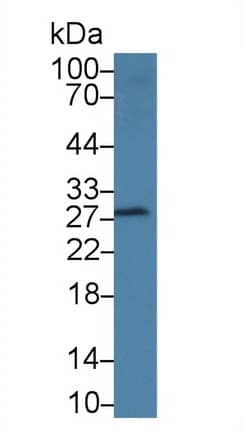 Western Blot: DNAJC4 Antibody [NBP3-41293] - Sample: Porcine Skeletal muscle lysate; Primary Ab: 2ug/ml NBP3-41293; Second Ab: 0.2ug/mL HRP-Linked Caprine Anti-Rabbit IgG Polyclonal Antibody;