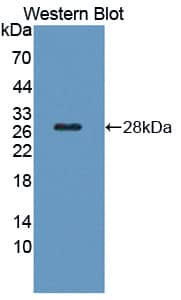 Western Blot: SRY Antibody [NBP3-41295] - Sample: Recombinant SRY, Human.