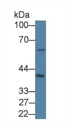 Western Blot SLC30A3 Antibody