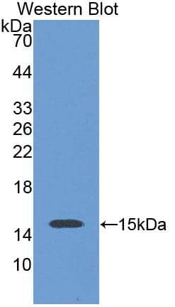 Western Blot: SLC30A3 Antibody [NBP3-41300] - Sample: Recombinant protein.