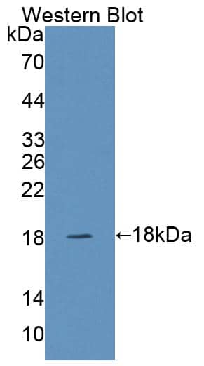 Western Blot: Snapin Antibody [NBP3-41303] - Sample: Recombinant protein.