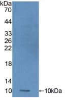 Western Blot: Protamine 1 Antibody [NBP3-41307] - Sample: Recombinant Protamine 1, Human.