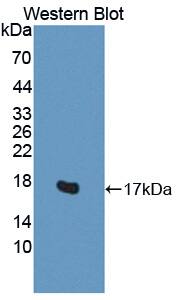 Western Blot H2AFV Antibody - BSA Free