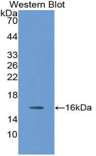 Western Blot: Neuritin Antibody [NBP3-41314] - Sample: Recombinant Neuritin, Human.