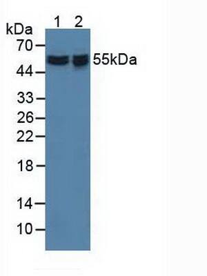 Western Blot: API5 Antibody [NBP3-41316] - Sample: Lane1: Human Hela Cells; Lane2: Human 293T Cells.