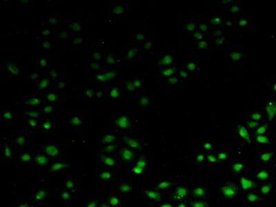 Immunocytochemistry /Immunofluorescence: API5 Antibody [NBP3-41316] - FITC staining on IHC-P; Samples: Human Hela Cells.