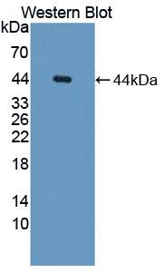 Western Blot: API5 Antibody [NBP3-41316] - Sample: Recombinant API5, Human.