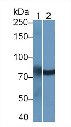 Western Blot LMF2 Antibody - BSA Free