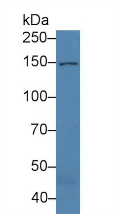 Western Blot COL16A1 Antibody