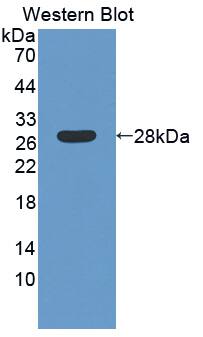Western Blot: LAMB4 Antibody [NBP3-41325] - Sample: Recombinant protein.