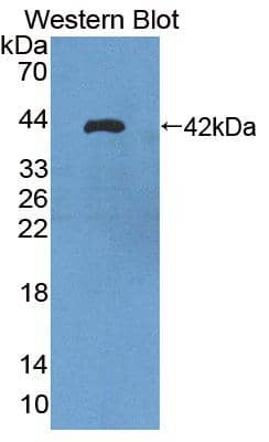 Western Blot: alpha Tubulin 3c Antibody [NBP3-41328] - Sample: Recombinant protein.