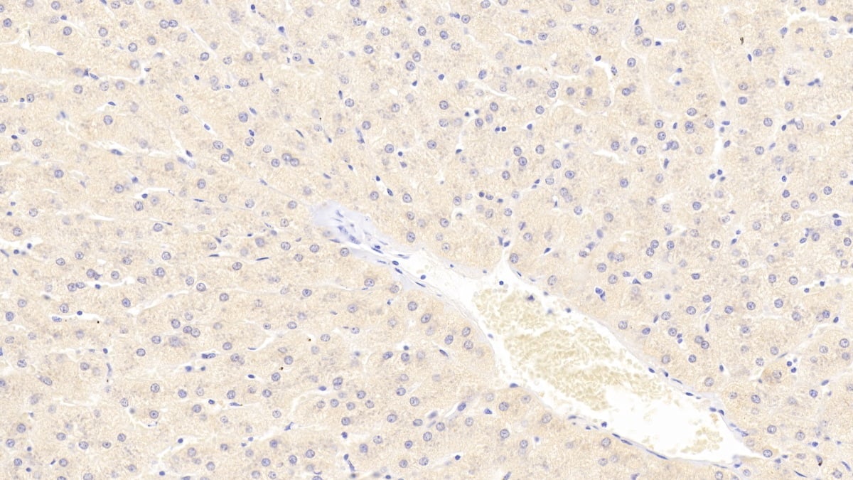 Immunohistochemistry-Paraffin alpha Tubulin 3c Antibody - BSA Free