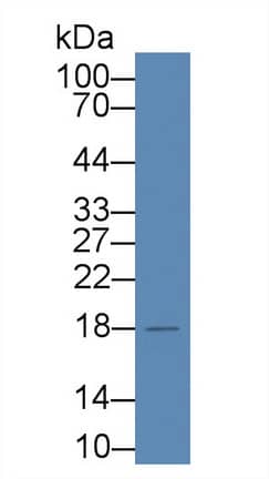 Western Blot: HSPC014 Antibody [NBP3-41329] - Sample: Human Hela cell lysate; Primary Ab: 1ug/ml NBP3-41329; Second Ab: 0.2ug/mL HRP-Linked Caprine Anti-Rabbit IgG Polyclonal Antibody