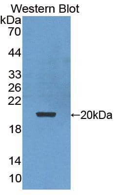 Western Blot: HSPC014 Antibody [NBP3-41329] - Sample: Recombinant HSPC014, Human.