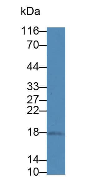 Western Blot: HSPC014 Antibody [NBP3-41329] - Sample: Porcine Liver lysate; Primary Ab: 1ug/ml NBP3-41329; Second Ab: 0.2ug/mL HRP-Linked Caprine Anti-Rabbit IgG Polyclonal Antibody