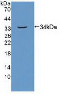 Western Blot: SPIN1 Antibody [NBP3-41330] - Sample: Recombinant SPIN1, Human.