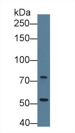 Western Blot: Trophinin Antibody [NBP3-41333] - Sample: Human U2OS cell lysate; Primary Ab: 1ug/ml NBP3-41333; Second Ab: 0.2ug/mL HRP-Linked Caprine Anti-Rabbit IgG Polyclonal Antibody