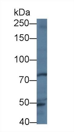 Western Blot: Trophinin Antibody [NBP3-41333] - Sample: Human Hela cell lysate; Primary Ab: 1ug/ml NBP3-41333; Second Ab: 0.2ug/mL HRP-Linked Caprine Anti-Rabbit IgG Polyclonal Antibody