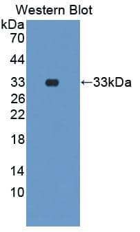 Western Blot: PADI1 Antibody [NBP3-41334] - Sample: Recombinant PADI1, Human.