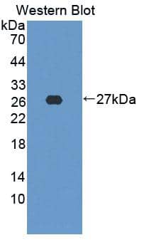 Western Blot: FGF-20 Antibody [NBP3-41335] - Sample: Recombinant protein.