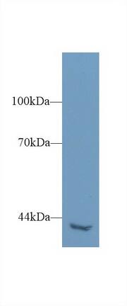 Western Blot: PLCH2 Antibody [NBP3-41340] - Sample: Mouse Kidney lysate; Primary Ab: 1ug/ml NBP3-41340; Second Ab: 0.2ug/mL HRP-Linked Caprine Anti-Rabbit IgG Polyclonal Antibody
