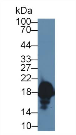 Western Blot Complexin-1 Antibody