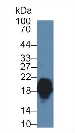 Western Blot Complexin-1 Antibody