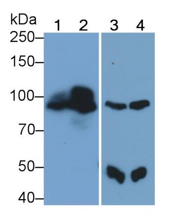 Western Blot PLC-delta 3 Antibody - BSA Free